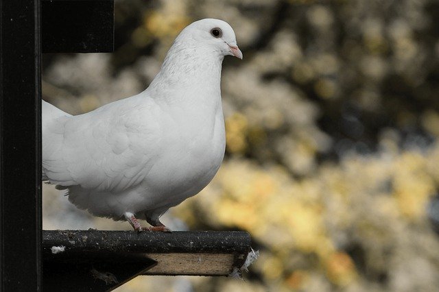 平和の象徴白い鳩