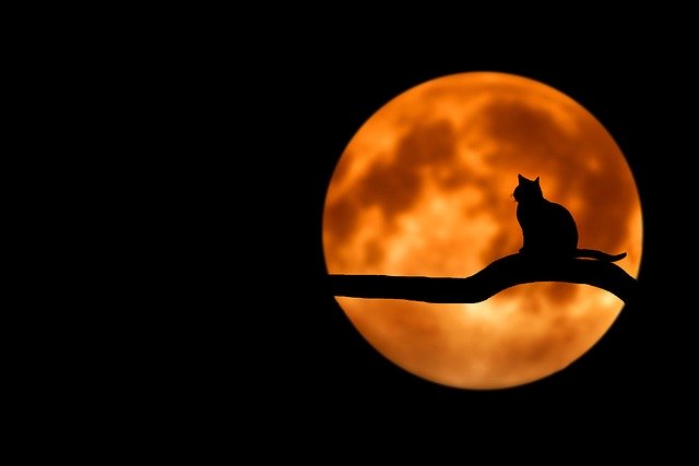 満月を見つめる猫